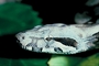 Boa constrictor picture