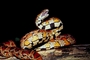 Corn snake picture