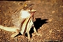 Frilled lizard picture