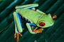 Red-eyed tree frog picture