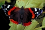 Red admiral picture