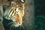 Tiger picture