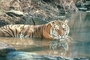 Tiger picture