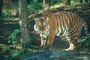 Tiger picture