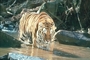 Tiger picture