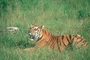 Tiger picture