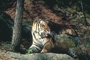 Tiger picture