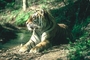 Tiger picture