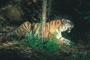 Tiger picture