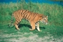 Tiger picture