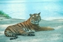 Tiger picture