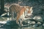 Tiger picture