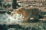 Tiger picture