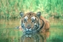 Tiger picture