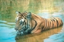 Tiger picture