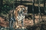 Tiger picture