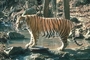 Tiger picture