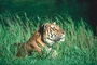 Tiger picture