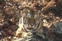 Tiger picture