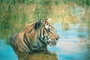 Tiger picture