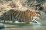 Tiger picture