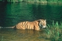 Tiger picture