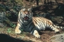 Tiger picture