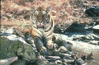 Tiger