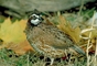 Bobwhite quail picture