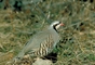 Chukar partridge picture