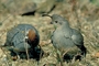 Desert quail picture