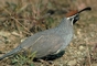 Desert quail picture