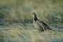 Greater prairie chicken picture