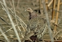 Ring-necked hen pheasant picture