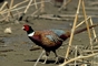 Ring-necked pheasant picture