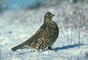 Ruffed grouse picture