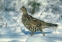 Ruffed grouse picture