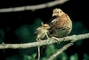 Ruffed grouse picture