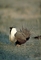 Sage grouse picture