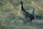 Sharptailed grouse picture