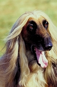 Afghan hound T-Shirt