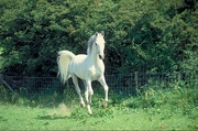 Arabian horse Magnet