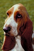 Basset hound T-Shirt