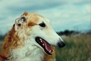 Borzoi T-Shirt