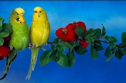 Budgerigar Poster