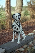 Dalmation Coffee Mug