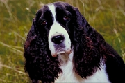 English springer spaniel Coffee Mug