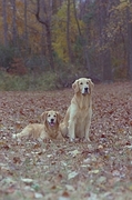 Golden retriever T-Shirt