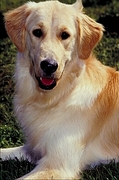 Golden retriever Coffee Mug