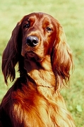 Irish setter T-Shirt